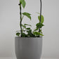 Monstera siltepecana on Arch