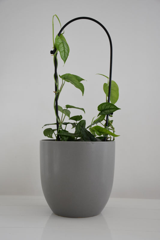 Monstera siltepecana on Arch