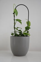 Load image into Gallery viewer, Monstera siltepecana on Arch