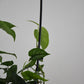 Monstera siltepecana on Arch