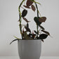 Philodendron Micans