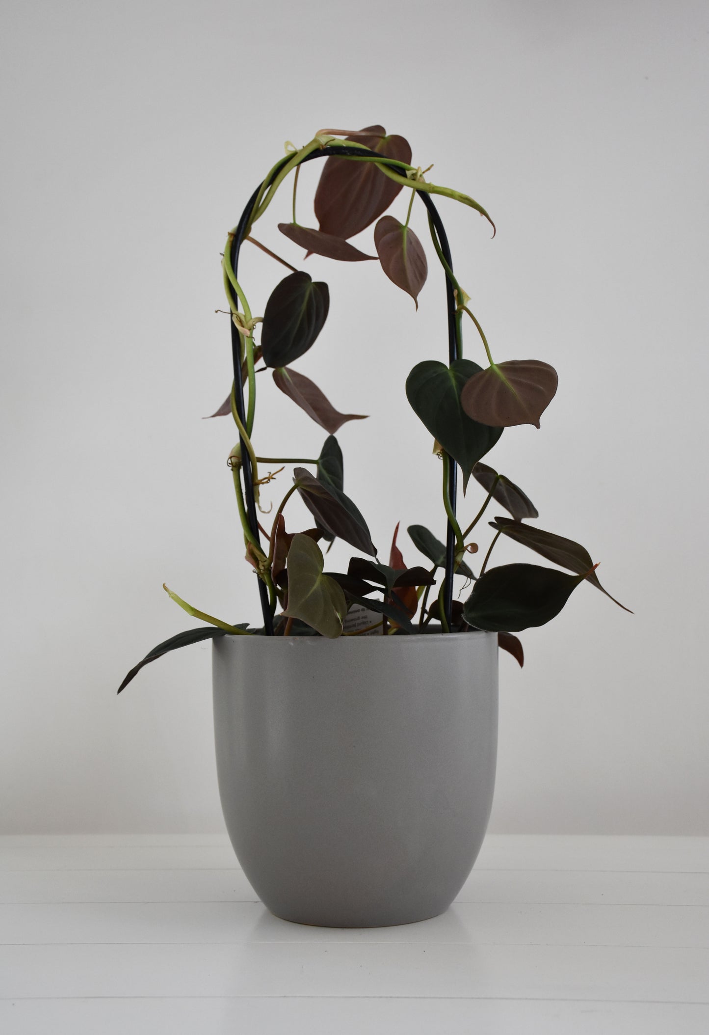Philodendron Micans