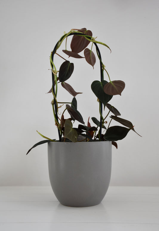 Philodendron Micans