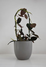 Load image into Gallery viewer, Philodendron Micans