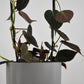 Philodendron Micans