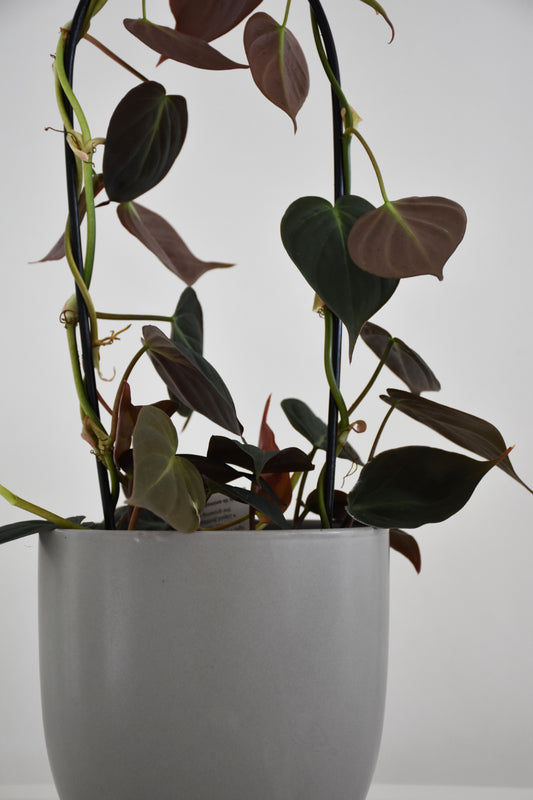 Philodendron Micans