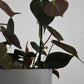 Philodendron Micans