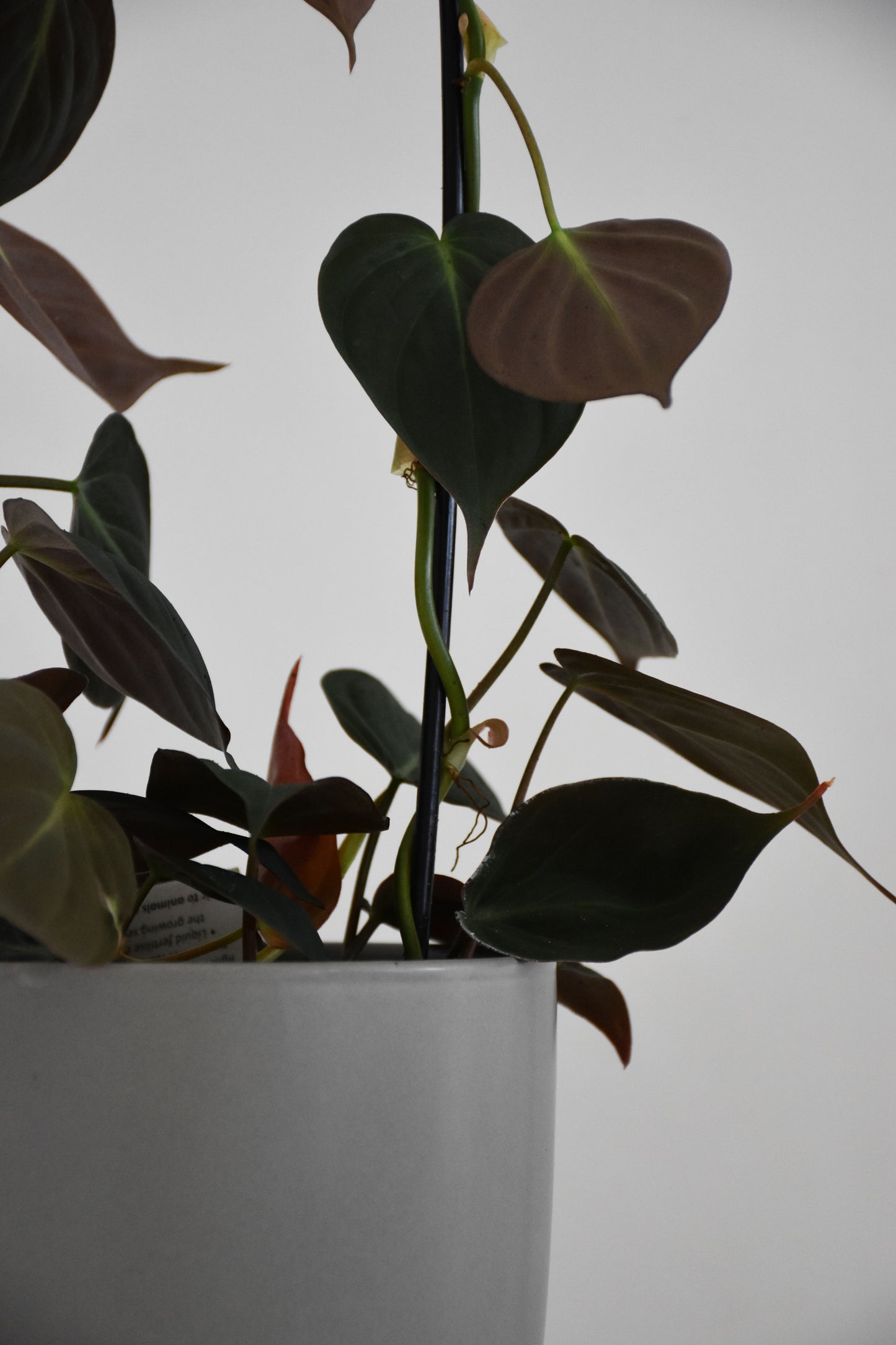 Philodendron Micans