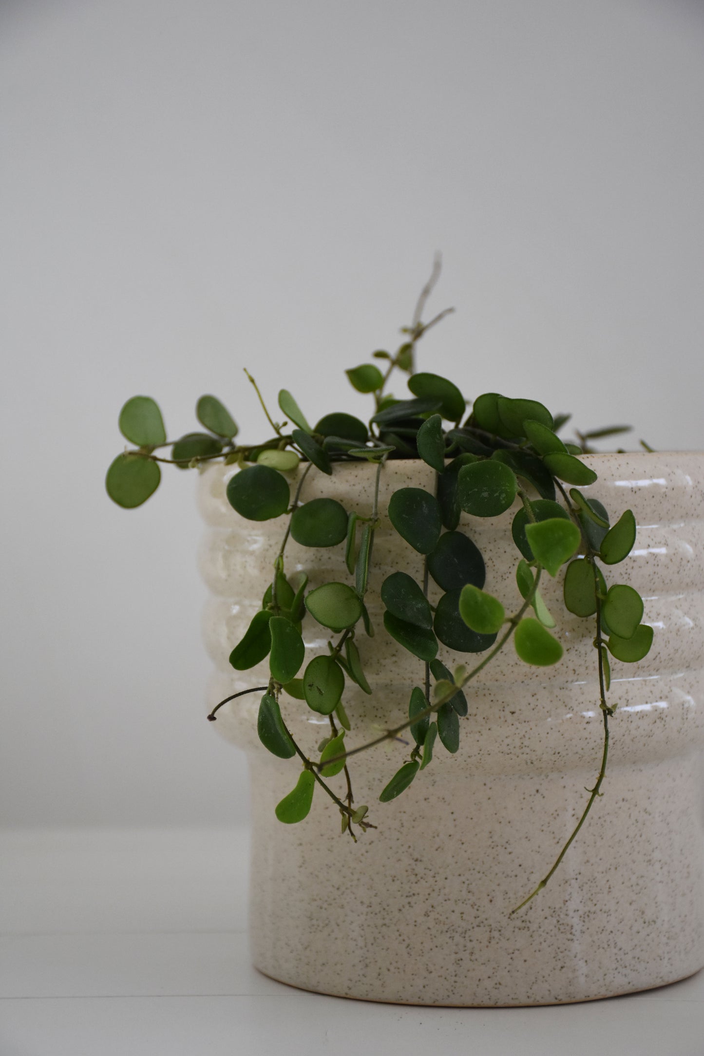 Hoya Serpens