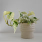 Epipremnum Aureum Snow Queen