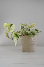 Load image into Gallery viewer, Epipremnum Aureum Snow Queen