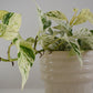Epipremnum Aureum Snow Queen