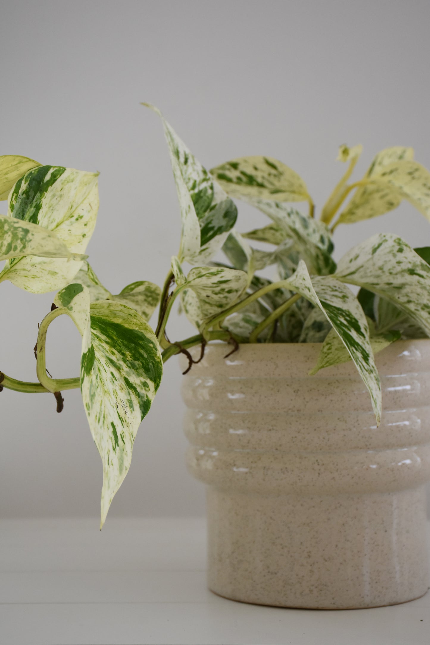 Epipremnum Aureum Snow Queen