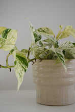 Load image into Gallery viewer, Epipremnum Aureum Snow Queen