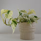 Epipremnum Aureum Snow Queen