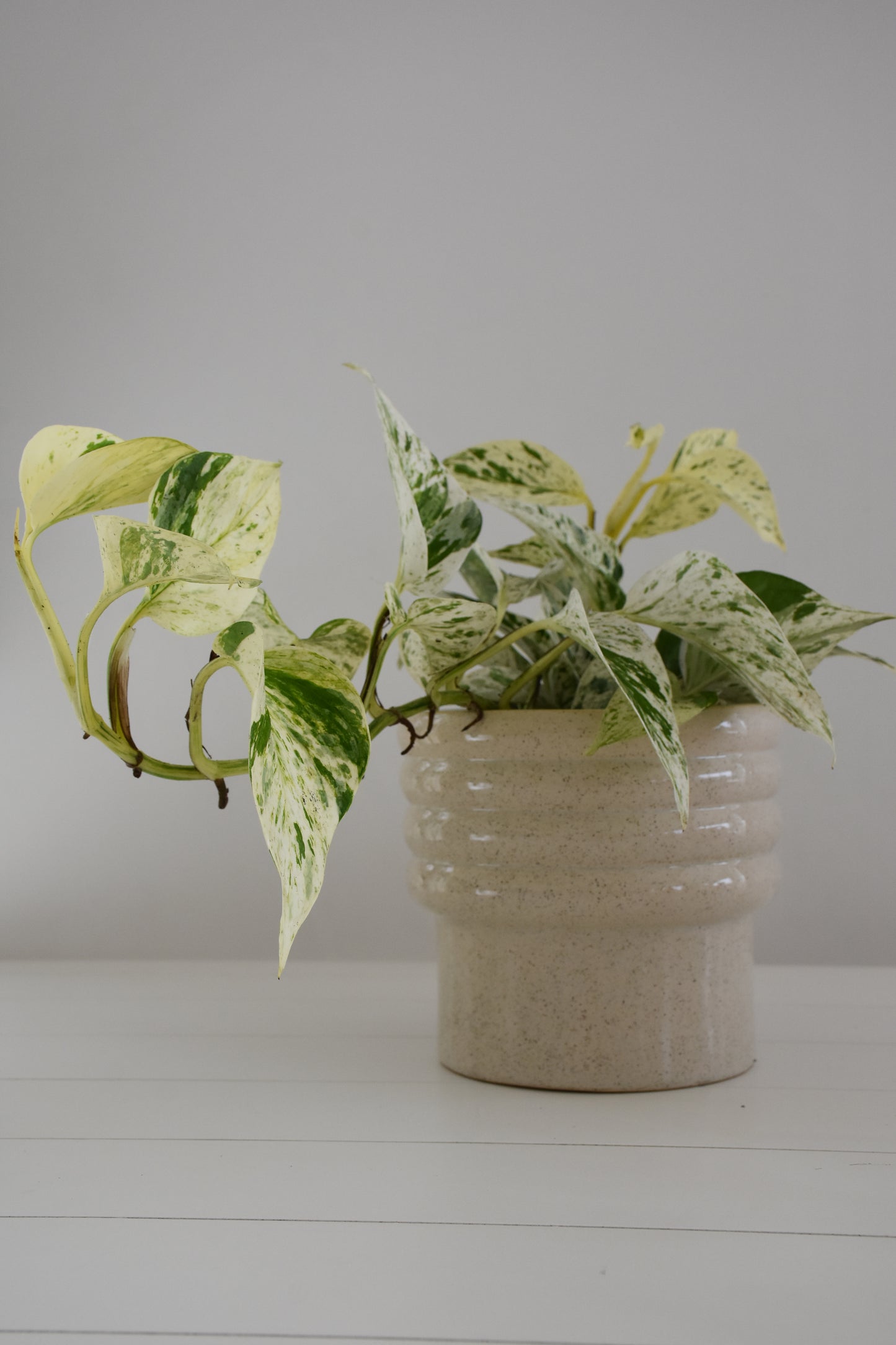 Epipremnum Aureum Snow Queen
