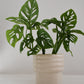 Monstera Monkey Mask