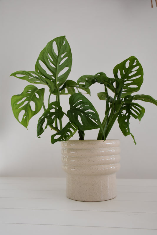 Monstera Monkey Mask