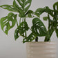Monstera Monkey Mask