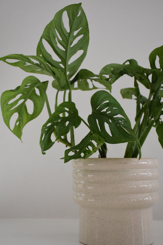 Monstera Monkey Mask