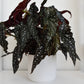 Begonia Hot Spot