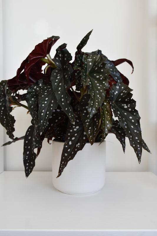 Begonia Hot Spot