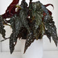 Begonia Hot Spot
