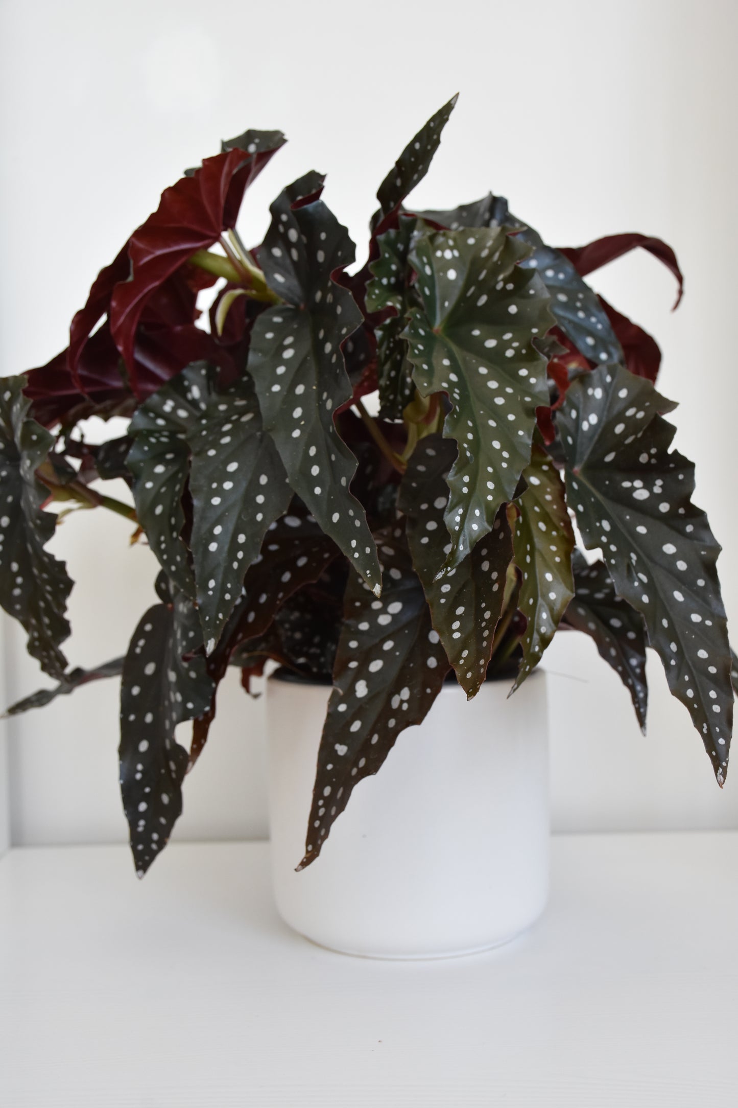 Begonia Hot Spot