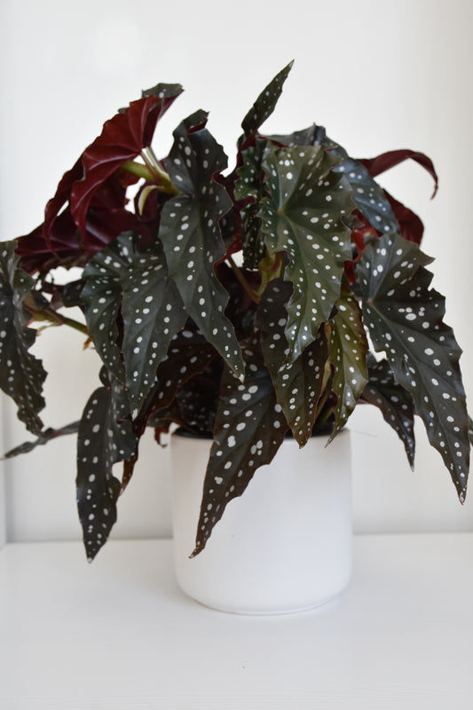 Begonia Hot Spot