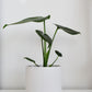 Monstera Deliciosa