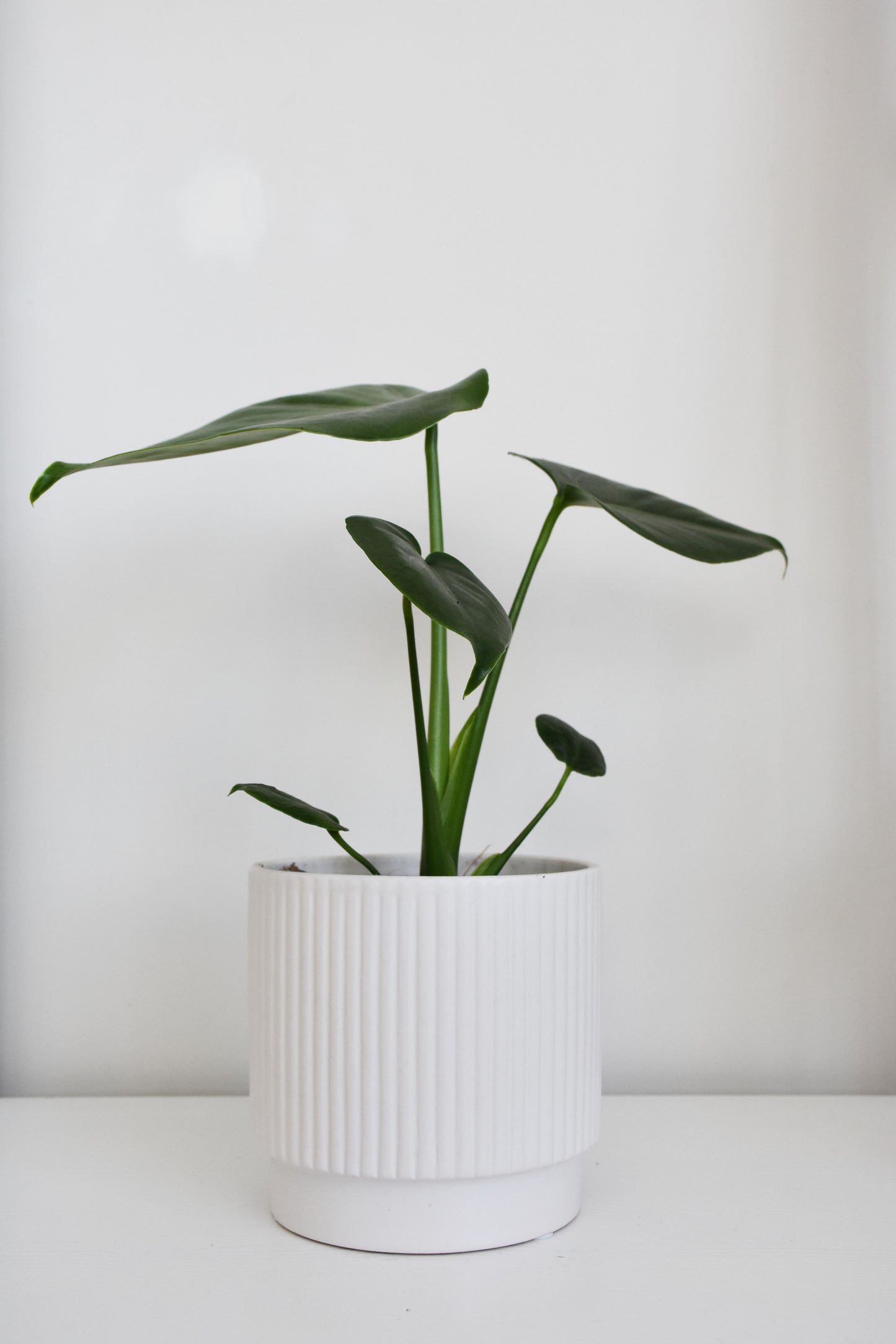 Monstera Deliciosa
