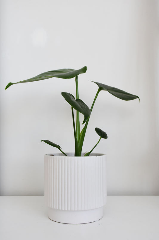 Monstera Deliciosa