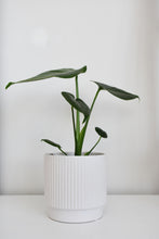 Load image into Gallery viewer, Monstera Deliciosa