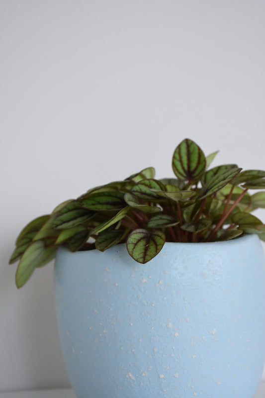 Peperomia Burbella in Tusca Pot