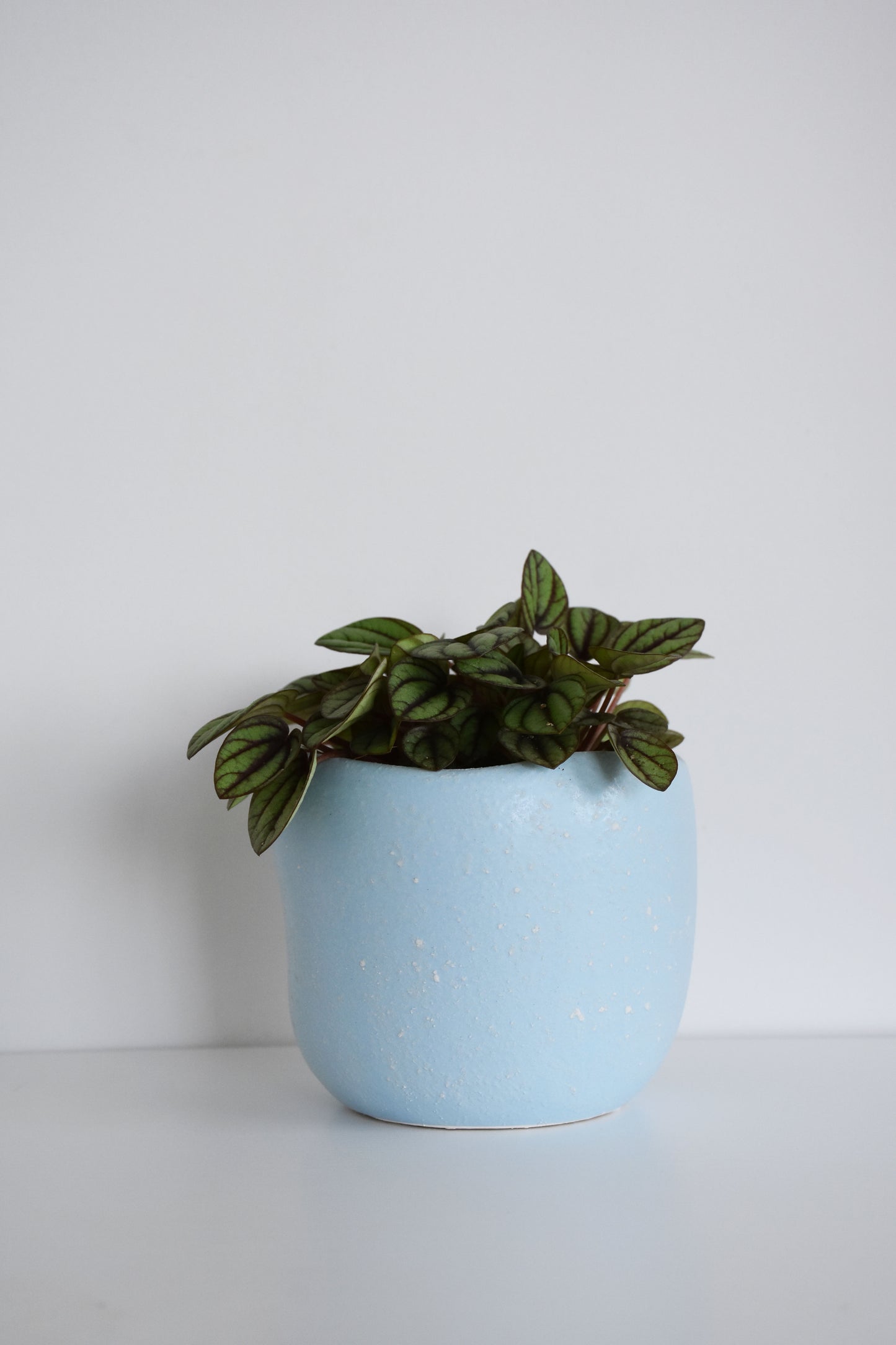 Peperomia Burbella in Tusca Pot