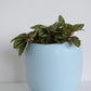 Peperomia Burbella in Tusca Pot