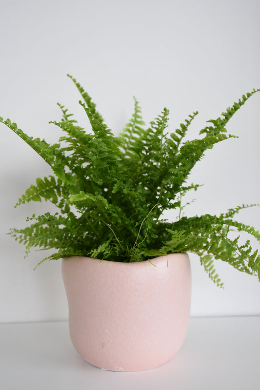 Rabbit’s Foot Fern in Tusca Pot