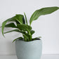 Spathiphyllum in Tusca Pot