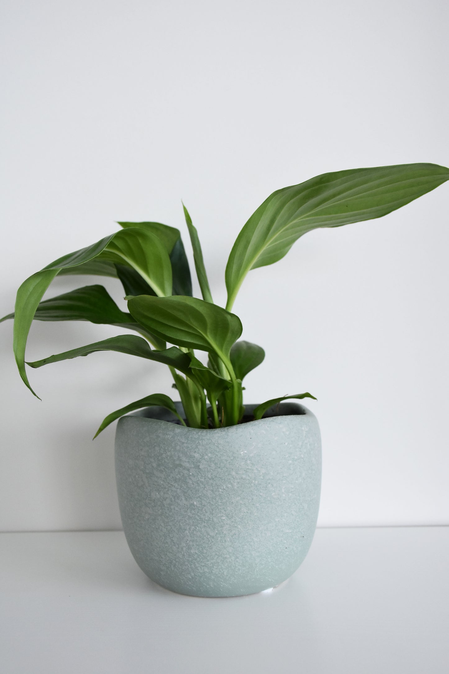 Spathiphyllum in Tusca Pot
