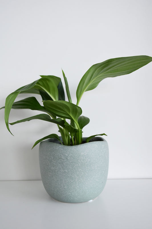 Spathiphyllum in Tusca Pot