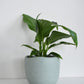 Spathiphyllum in Tusca Pot