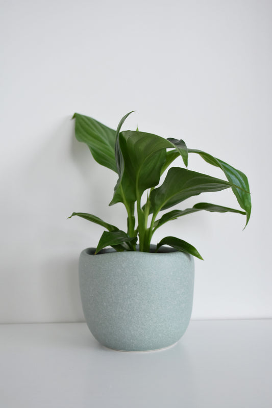 Spathiphyllum in Tusca Pot