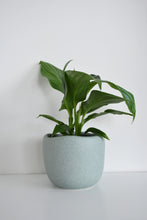 Load image into Gallery viewer, Tusca Pot