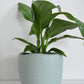 Spathiphyllum in Tusca Pot