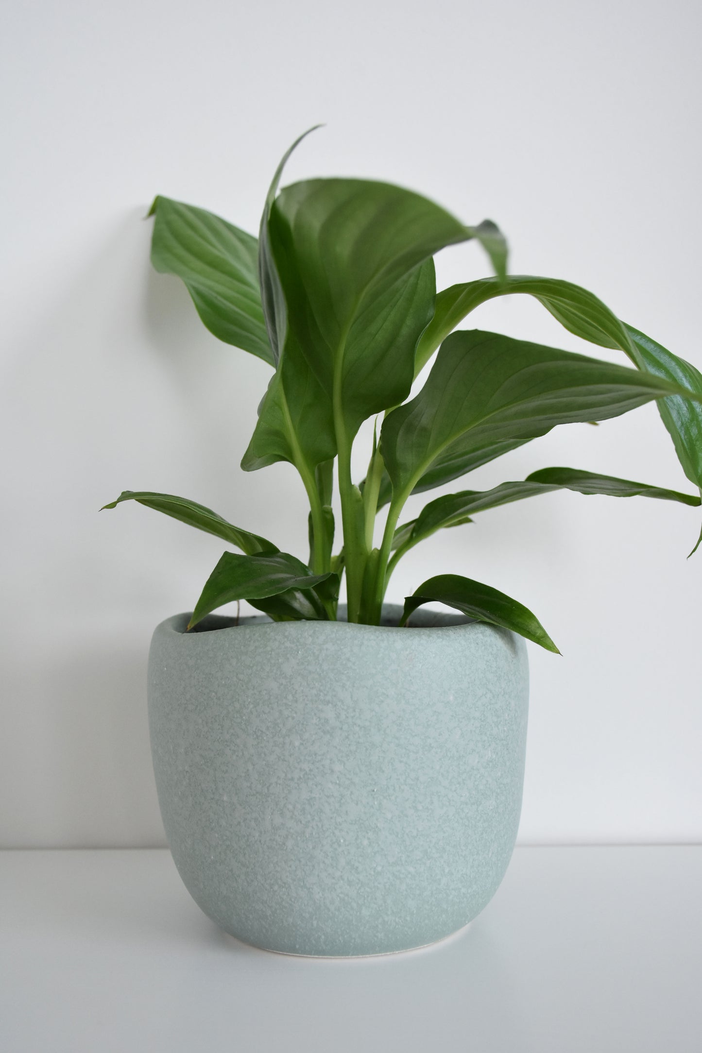 Spathiphyllum in Tusca Pot