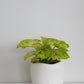 Syngonium White Butterfly in Tusca Pot