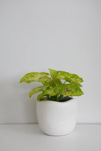 Load image into Gallery viewer, Syngonium White Butterfly in Tusca Pot