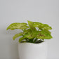 Syngonium White Butterfly in Tusca Pot
