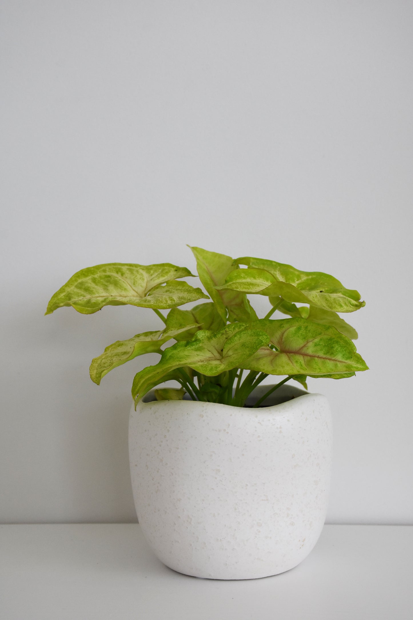 Syngonium White Butterfly in Tusca Pot