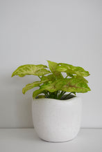 Load image into Gallery viewer, Syngonium White Butterfly in Tusca Pot